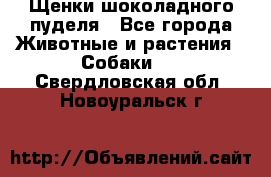 Щенки шоколадного пуделя - Все города Животные и растения » Собаки   . Свердловская обл.,Новоуральск г.